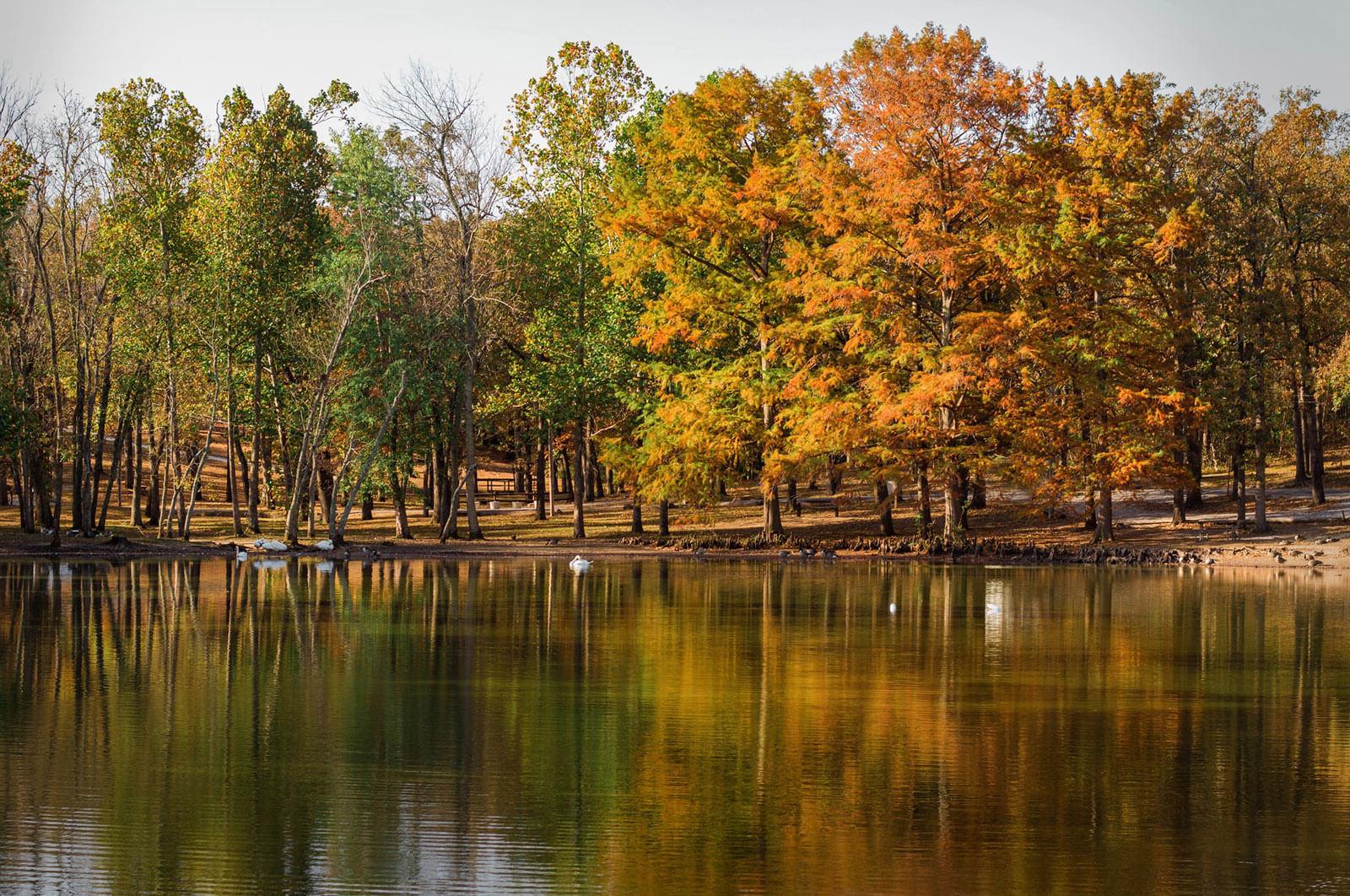 swans swimming in lake surrounded by fall colored trees